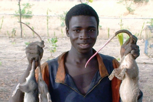 Image of man with bush rat