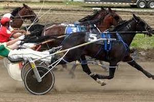 Image of harness racing horses
