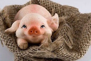Image of piglet in burlap sack