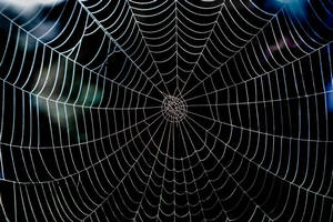Image of single strand of spiderweb